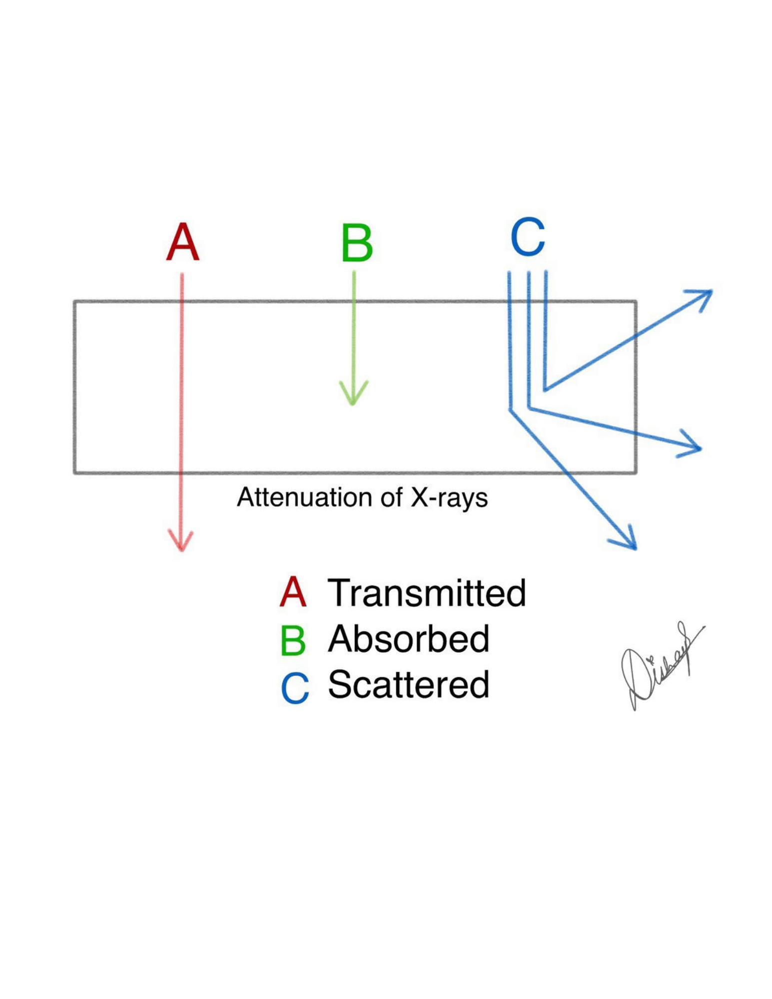 Attenuation of X-rays in Matter