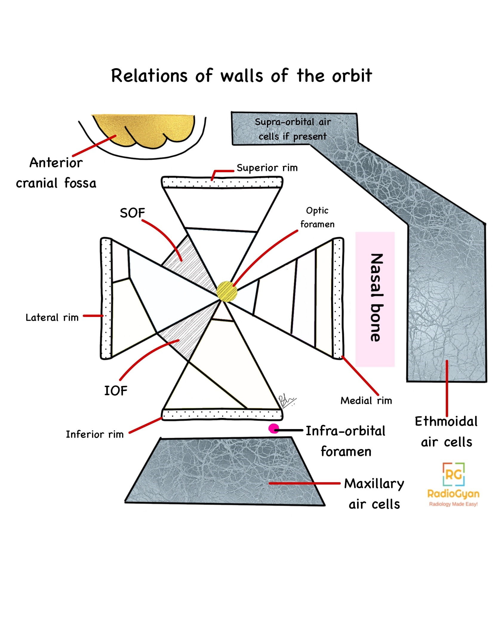 Illustration showing the walls of the orbit.