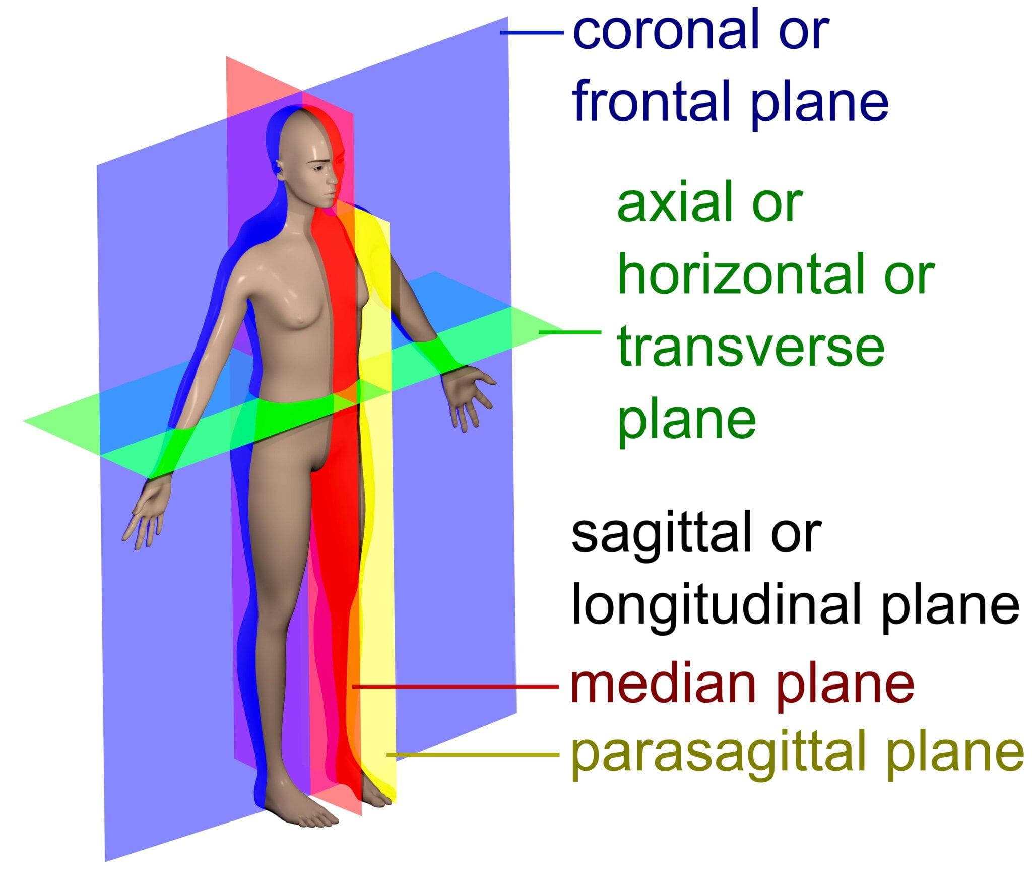 etymology-of-imaging-planes-axial-sagittal-and-coronal